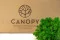 Preserved Reindeer Moss Nature Green (Bulk Box) 7