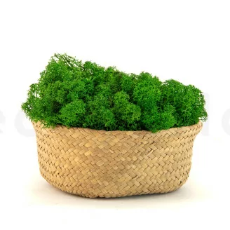 Lichene stabilizzato Nature Green (Cartone Sfuso)