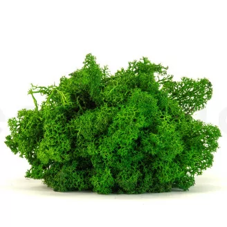 Lichen stabilis&eacute; Nature Green (Carton)