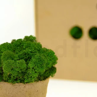 Lichen stabilis&eacute; Forest Green (Bo&icirc;te)