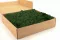 Liquen preservado Forest Green (Caja) 2