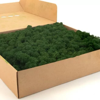 Liquen preservado Forest Green (Caja)