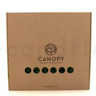Lichene stabilizzato Forest Green (Scatola)
