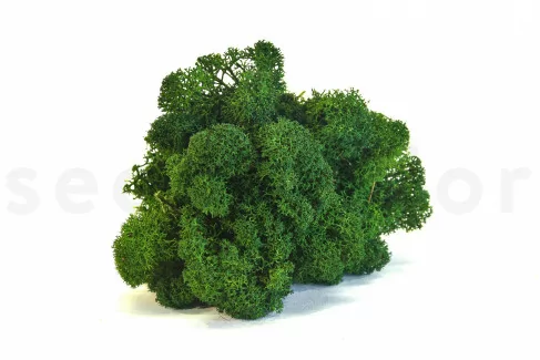 Lichene stabilizzato Forest Green (Scatola)