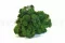 Konserviertes Islandmoos Forest Green (Box) 1