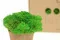 Liquen preservado Light Green (Caja) 4