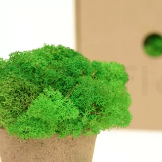 Lichene stabilizzato Light Green (Scatola)