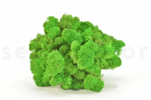 Konserviertes Islandmoos Light Green (Box)