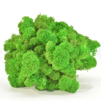 Konserviertes Islandmoos Light Green (Box)