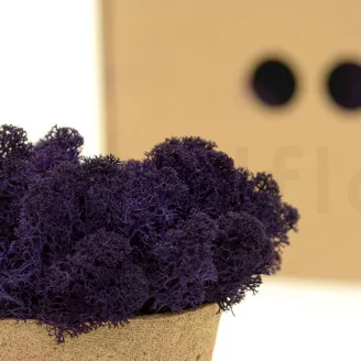 Lichene stabilizzato Viola (Scatola)