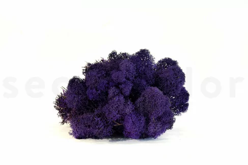 Lichene stabilizzato Viola (Scatola)