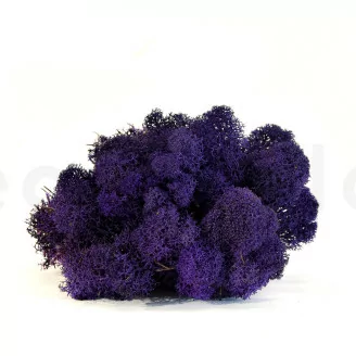 Liquen preservado Morado (Caja)