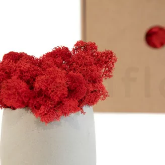 Lichen stabilis&eacute; Rouge (Bo&icirc;te)