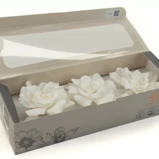 Gard&eacute;nia stabilis&eacute; Blanc (x3)