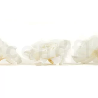 Gard&eacute;nia stabilis&eacute; Blanc (x3)