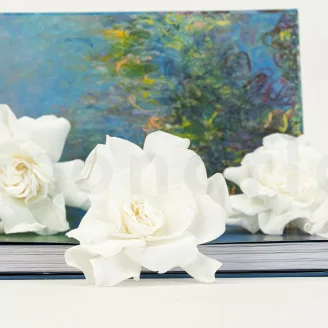 Preserved Gardenia White (x3)