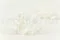 Preserved Gardenia White (x3) 9
