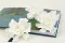 Preserved Gardenia White (x3) 3