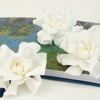 Gard&eacute;nia stabilis&eacute; Blanc (x3)
