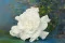 Preserved Gardenia White (x3) 2