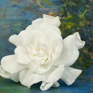 Gard&eacute;nia stabilis&eacute; Blanc (x3)