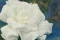 Gardenia stabilizzata Bianco (x3) 8