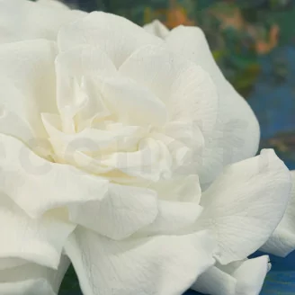 Gard&eacute;nia stabilis&eacute; Blanc (x3)