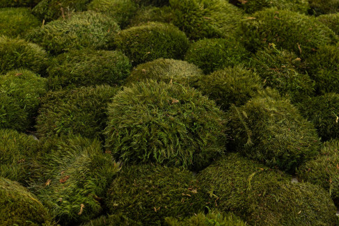 Mood Moss konserviert - Großkarton - Nature Green