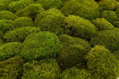 Mood Moss preservato - Cartone sfuso - Light Green