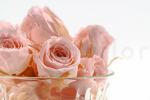 Preserved Vivian Rose Powder Pink (x24)