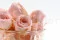 Preserved Vivian Rose Powder Pink (x24) 1