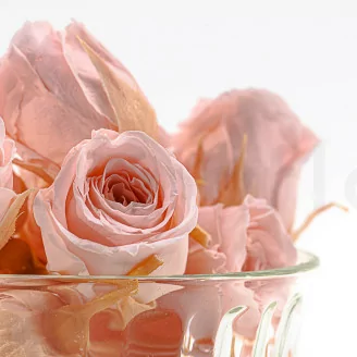 Rose Vivian stabilis&eacute;e Rose poudr&eacute; (x24)