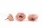 Rose Majolica stabilis&eacute;e Rose poudr&eacute; (x6) 3