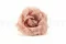 Rosa Majolica stabilizzata Rosa Cipria (x6) 2