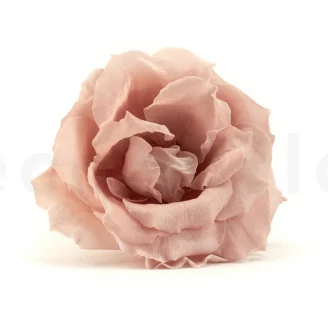 Rosa Majolica stabilizzata Rosa Cipria (x6)
