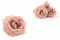 Rosa Majolica stabilizzata Rosa Cipria (x6) 6