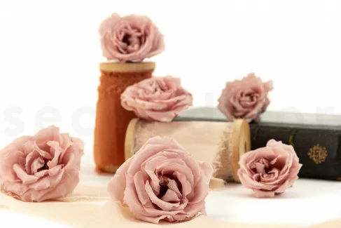 Rose Majolica stabilis&eacute;e Rose poudr&eacute; (x6)