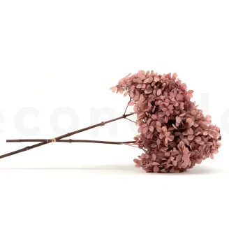 Hortensia Peegee stabilis&eacute; Rose