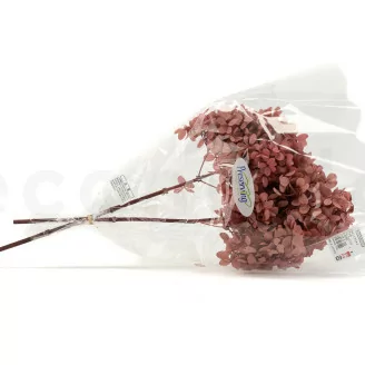 Preserved Peegee Hydrangea Pink