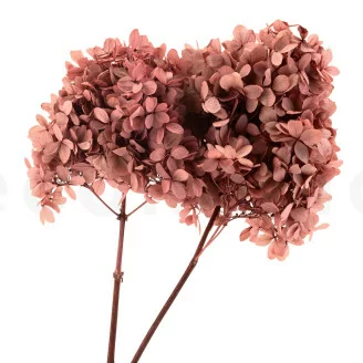 Hortensia Peegee stabilis&eacute; Rose