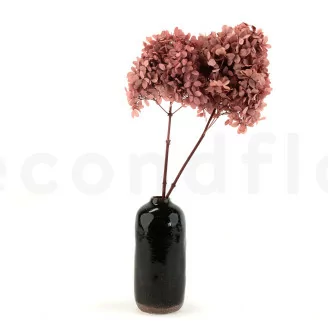 Hortensia Peegee stabilis&eacute; Rose