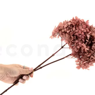 Preserved Peegee Hydrangea Pink