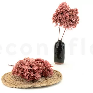 Hortensia Peegee stabilis&eacute; Rose