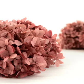 Preserved Peegee Hydrangea Pink