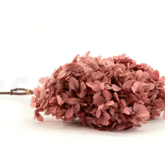 Preserved Peegee Hydrangea Pink
