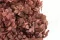 Hortensia Peegee stabilis&eacute; Rose 10