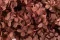 Hortensias Peegee preservado Rosa 2