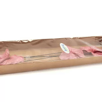 Anthurium stabilis&eacute; Rose (x3)