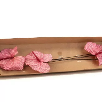 Anthurium stabilis&eacute; Rose (x3)