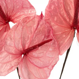 Preserved Anthurium Pink (x3)